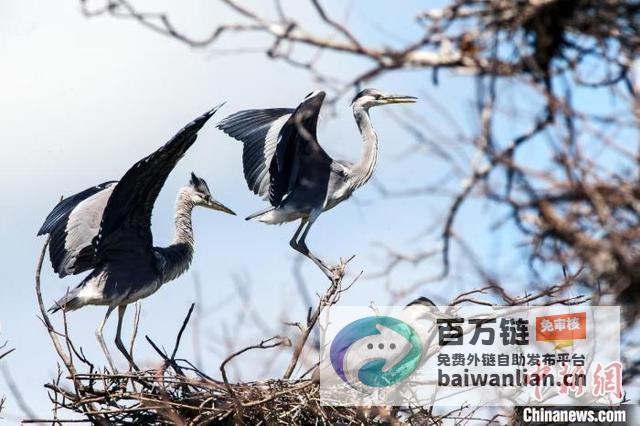 荣膺全国优秀案例 黑龙江打造跨国生态长廊 (荣获全国表彰)